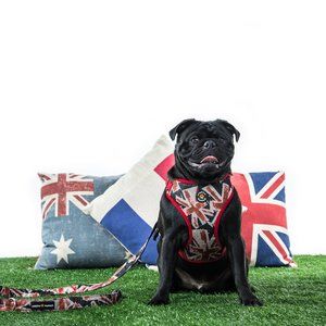 Winston Manner Designer Dog Harness in Hipster